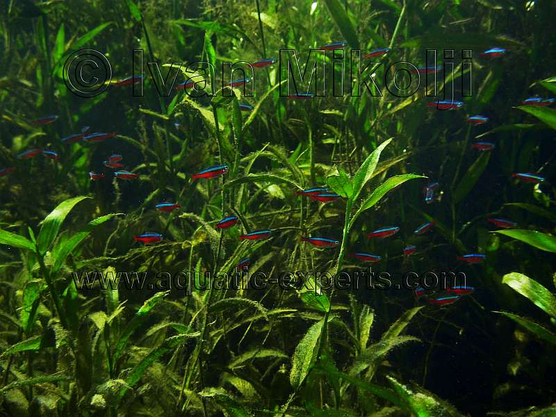 Paracheirodon axelrodi habitat